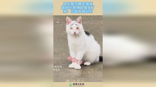 女生疯狂嘲笑猫咪,猫咪的表情太搞笑了,猫你跟有病似的1