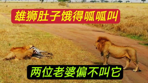 虚构搞笑的雄狮,不想狩猎和老婆赌气睡懒觉,结果被调戏