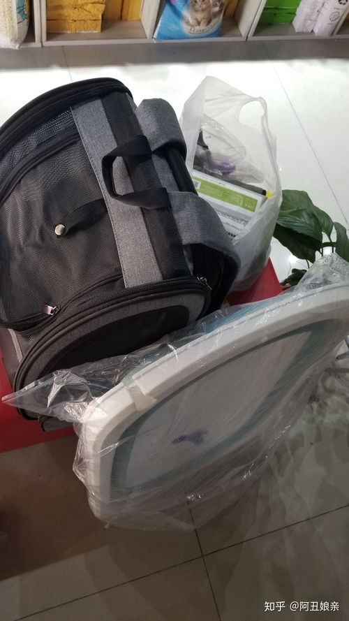 正规宠物医院猫咪洗澡要多少钱