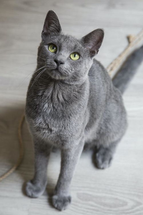 猫咪也会察言观色它们会根据你的面部表情看出你的心情吗