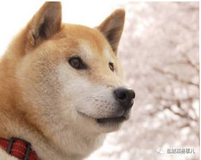 微信名表情包柴犬