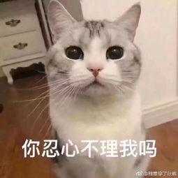哄女朋友的表情包求求你了,漂亮姐姐