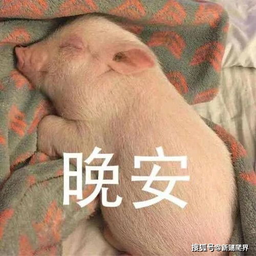 这么多年,咱都误会二师兄了