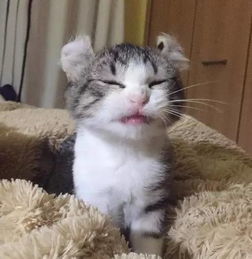 一只可爱到犯规的卷耳猫,好想亲亲抱抱举高高