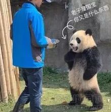 熊猫叉腰表情大全熊猫叉腰表情包高清版jz5u绿色下载站