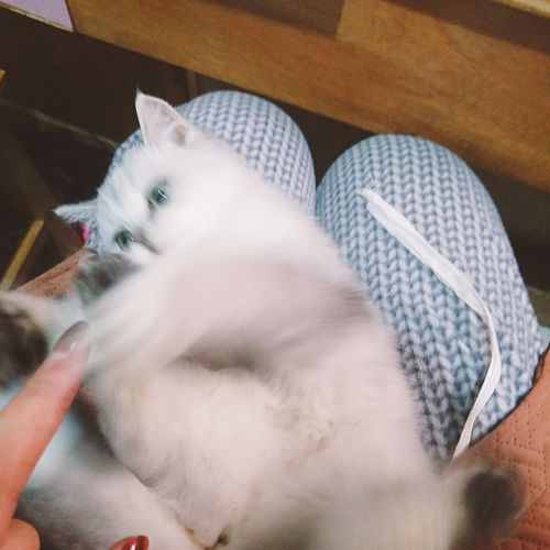 给猫挠痒痒是一种怎样的体验