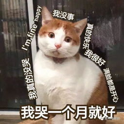 贺州一景桥开裂了,未来或将进行车辆限行