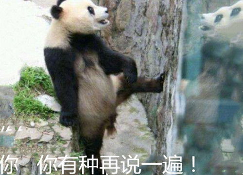 最近戏精熊猫表情包火了别理我,让我一个熊安静一会儿