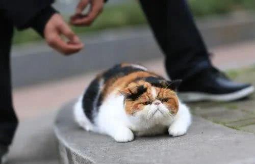滚滚滚表情包图片猫咪