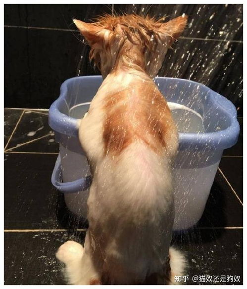 猫咪有这些特征,说明它身上爬满了虫子