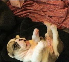 呆萌呆萌的小斗牛犬,自带忧伤天赋