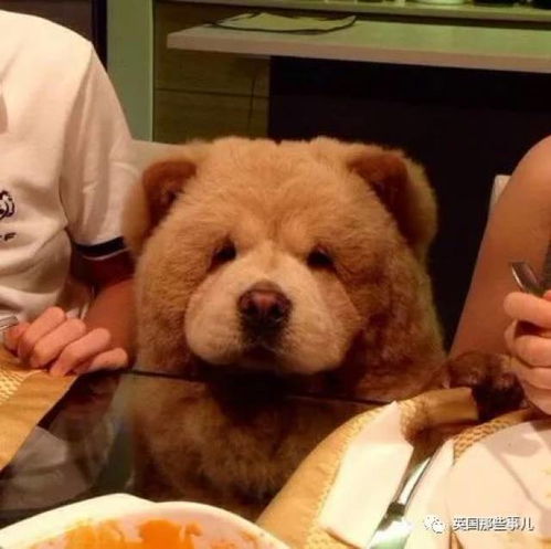 以为是只萌汪,结果特么养成了熊