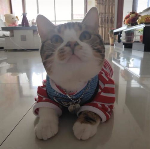 猫咪好奇去扒电门,结果被电成了爆炸头,表情生无可恋