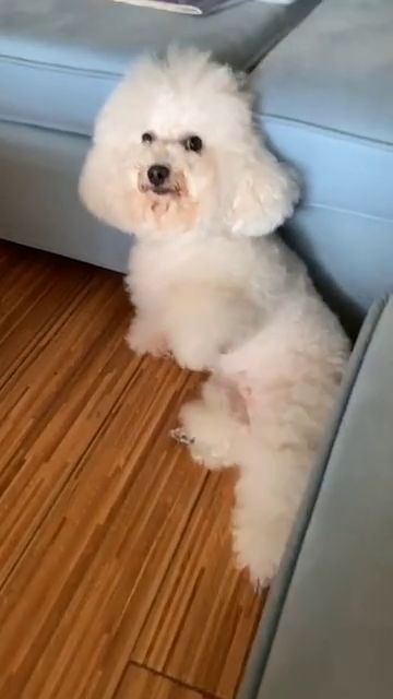 倒霉的汪星人,每天都被铲屎官抱100次,看它的表情都哭了