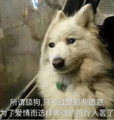请问网络词舔狗是什么意思