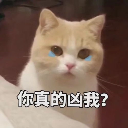 搞笑表情包图片可爱到无法自拔