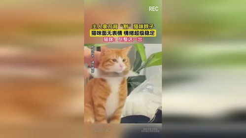 主人拿刀背割猫咪脖子,猫咪面无表情情绪超级稳定