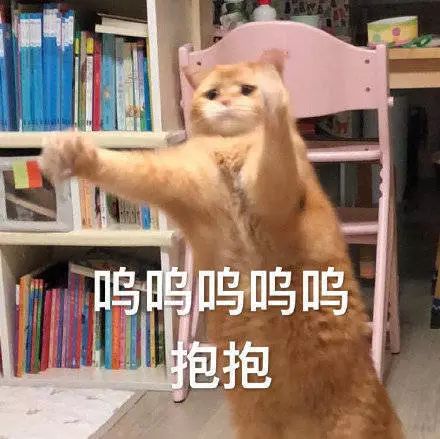 猫咪表情包我等的喵在多远的未来养猫