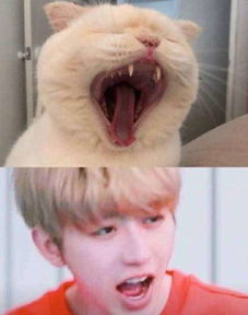 蔡徐坤猫颜是什么梗蔡徐坤猫颜表情包无水印大全
