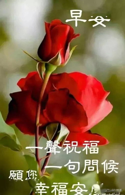早上好图片表情大全早上好图片早上好图片大全早上好表情