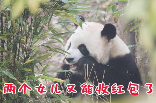 出彩滚滚收好这套滚滚拜年表情包