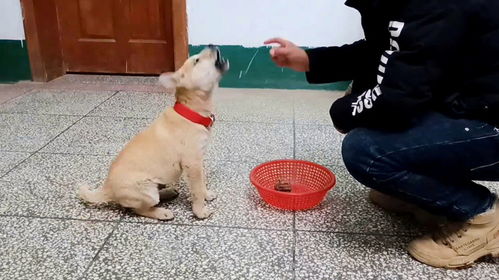 怎样训练狗狗丢垃圾怎么训练狗狗把东西丢进垃圾箱内