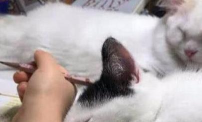 主人在写作业时,小奶猫陪主人一起不小心睡着了,表情太萌了
