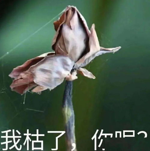 野啊宝贝