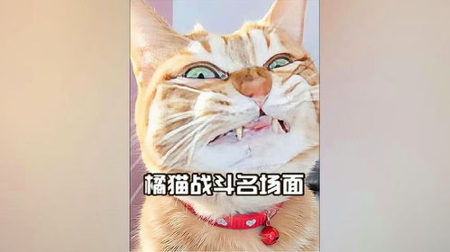 橘猫封神大战名场面,橘猫打架既分输赢也分生死,谁不服开战啊