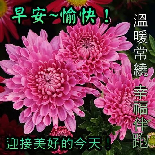 早上好动画表情祝福语