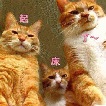 第77期喵表情渣猫长了一张强吻人的嘴,还乱撩女孩子