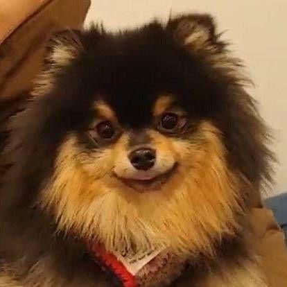 求各位阿米收藏的金碳的照片和表情包,我真是越看越喜欢这狗子了