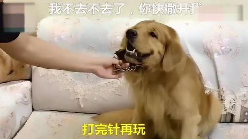 护士打针表情包金毛