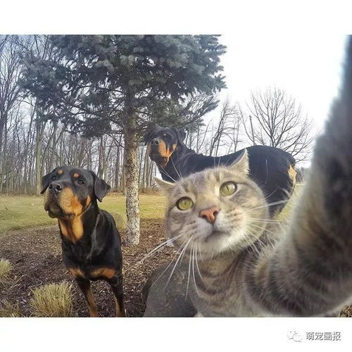 爱自拍的猫咪,出去拍照的时候还带着两只狗狗跟班