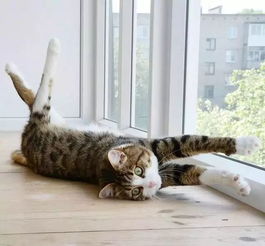 这只励志网红猫,每张照片都是行走的表情包