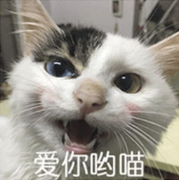 丑萌小奶猫表情包真的,骗你我就是小兔秀儿兔崽子式委屈