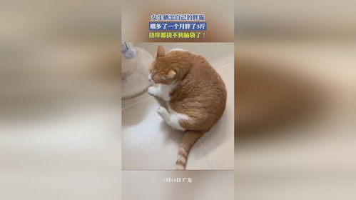女生晒出自己的胖猫,喂多了一个月胖了3斤,挠痒都挠不到脑袋了