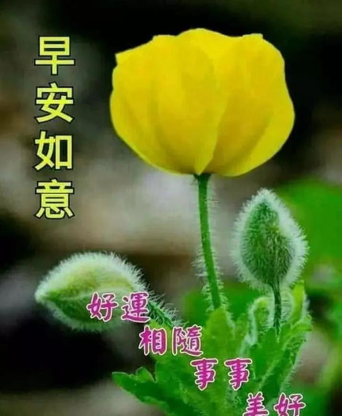 最新版早晨好漂亮图片带字问候语微信群秋季早晨好问候语祝福语表情图片大全