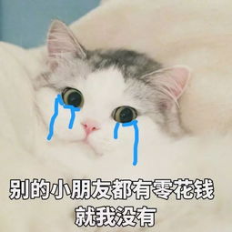 猫咪表情包猫咪