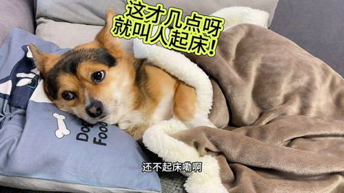 狗狗总是学人盖被子睡觉,当主人把被子给它掀开后,你们都别笑