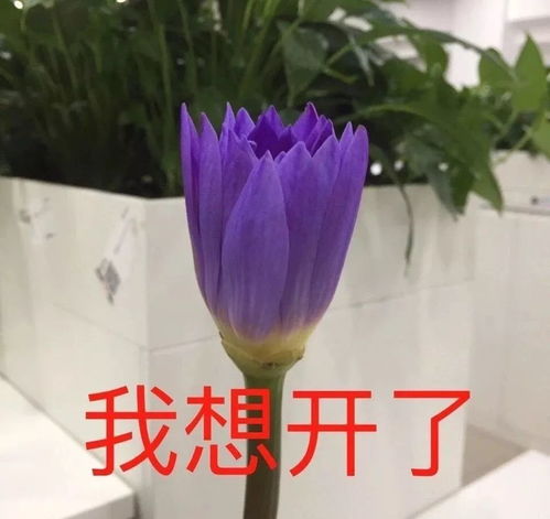 莫名其妙312刚决心闭关的人最不适用的表情