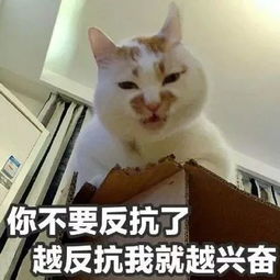 养猫,我后悔了铲屎官一怒之下列出猫咪七宗罪
