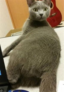 猫咪午睡不慎露出羞处,主人趁机摸了一下,猫的表情亮了