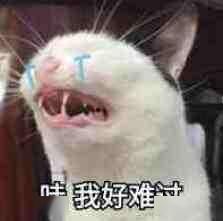 猫咪看见已经去世的主人,接下来的所作所为看哭众人