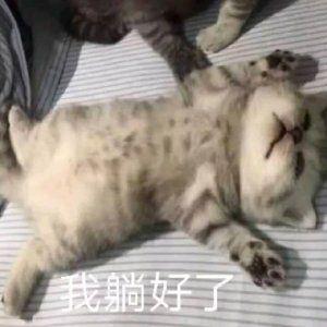 没睡醒的表情包猫咪