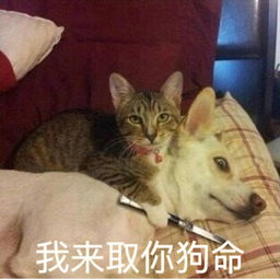 猫咪卖萌表情包
