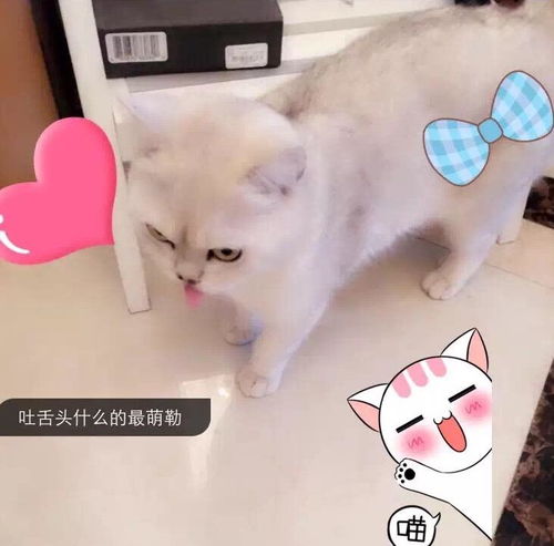卖萌表情包小程序忘了他