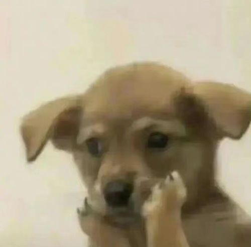 贝克汉姆女儿小七一胖一瘦,身材突变堪比王诗龄