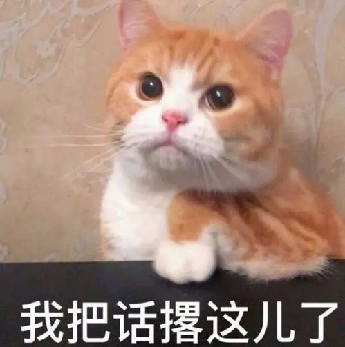 表情包你怎么这么厉害