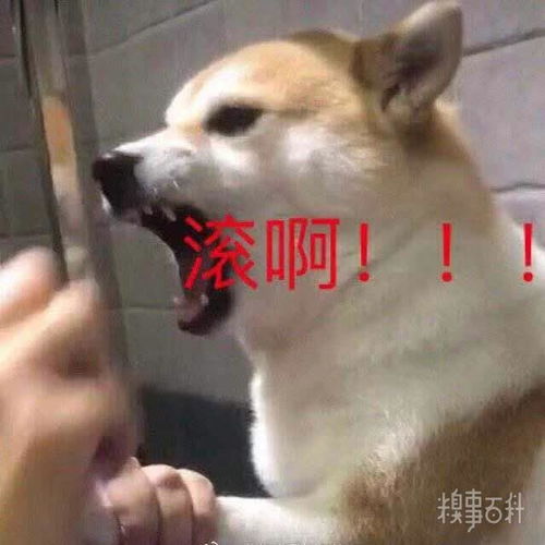 沙雕表情包更新,礼貌拿图小狗狗能有什么坏心眼呢请多担待啦强颜欢笑哥哥,带我打游戏嘛滚啊我也想要甜甜的恋爱乖巧懂事这也太那个了吧
